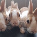 Pure bred Dutch Rabbits-1