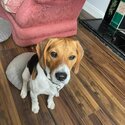 Beagle - 1 year old Male for sale/adoption-4