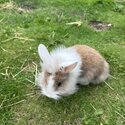 Rabbit for sale-0