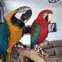 Blue/Gold Macaw (male/female)-0