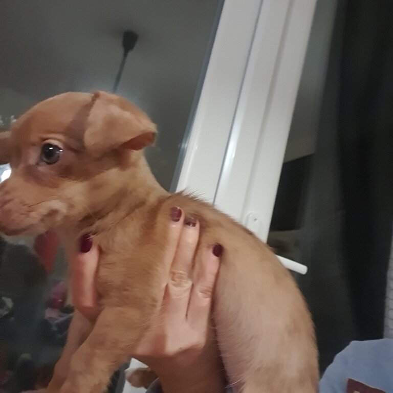 Dachshund chihuahua mixed breed, 3 months old puppy for sale