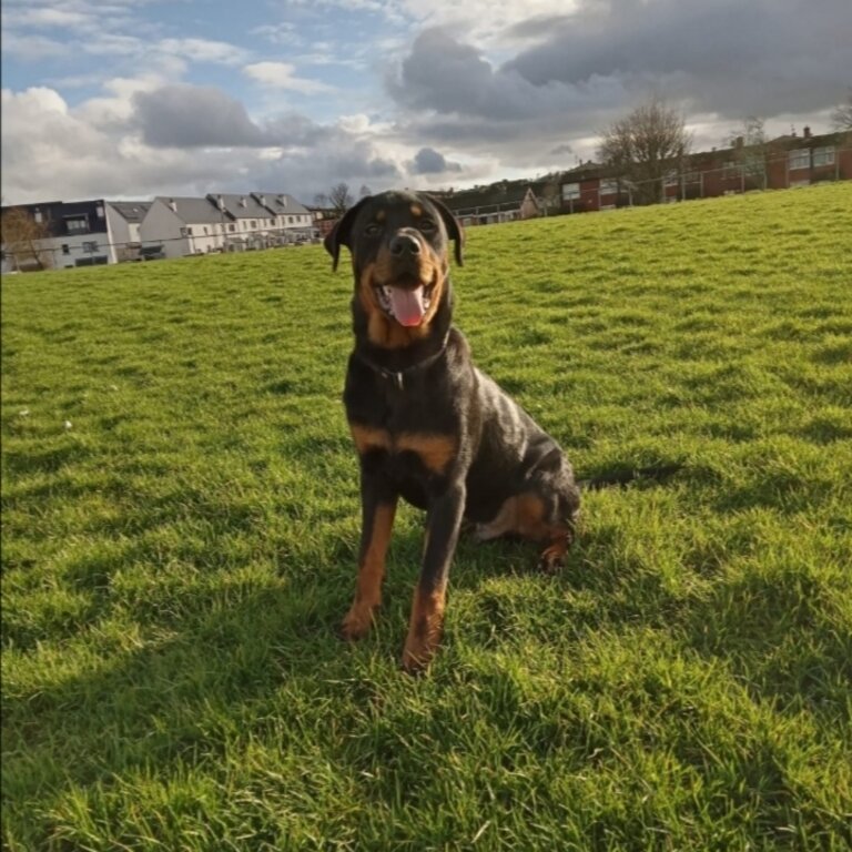 Male rottweiler for adoption 