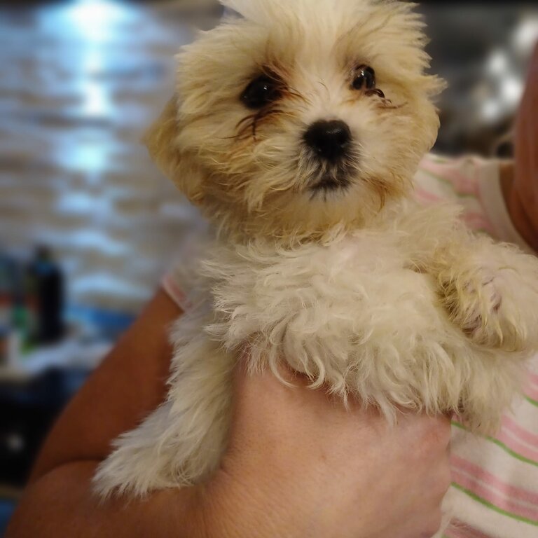 3 male shichons