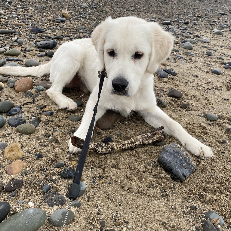 Golden Retriever 