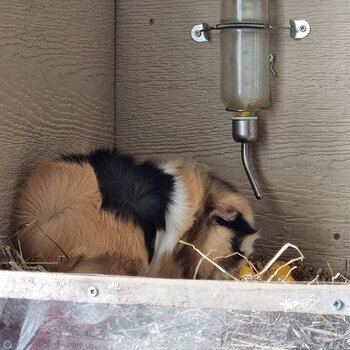 2 Male guinea pigs FREE