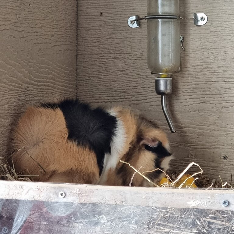 2 Male guinea pigs FREE