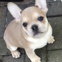 French Bulldog Puppies-0