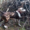 Brutus is an intelligent, cuddly, curious and stubborn Amstaff.  Love adventures.-5