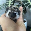 Baby African Pygmy hedgehog for sale male and female 8 weeks old -5