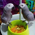 African grey parrots for adoption -0