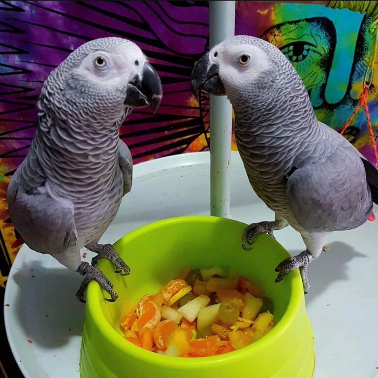 African grey parrots for adoption 