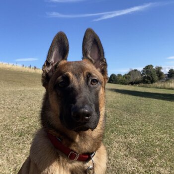 Belgian shepherd 