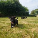 5 little puppies for sale. Jack russell mixed with a cocker spaniel.-5