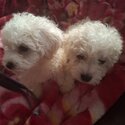 Cavachon maltipoo cross-2