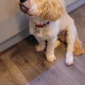 15 month male cavachon-1