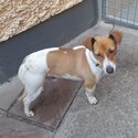 15 month old male Jack Russell. Microchipped, white nd brown in colour, he is not neutered -0