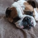 British Bulldog in need of 5 star home -4