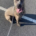 Kylo Cane Corso-1