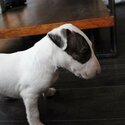 Amazing Bull-terrier puppies.-0