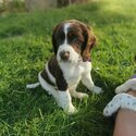 Sprocker spaniel puppies -1