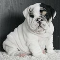 Top Class English Bulldog Puppies Available-1