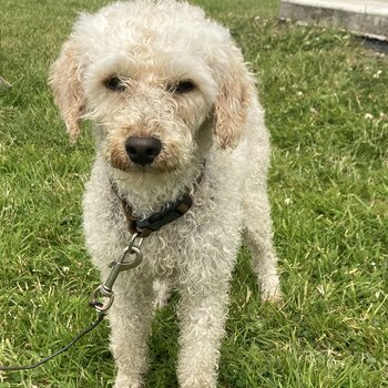 Shih tzu Poodle 