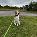 Beagle for rehoming-0