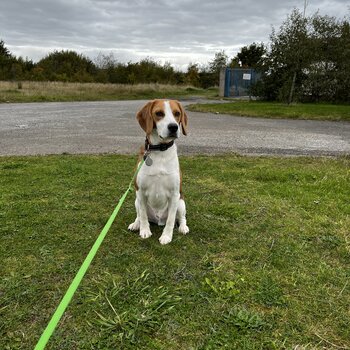 Beagle for rehoming