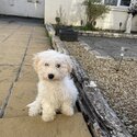 Small Maltese dog -2