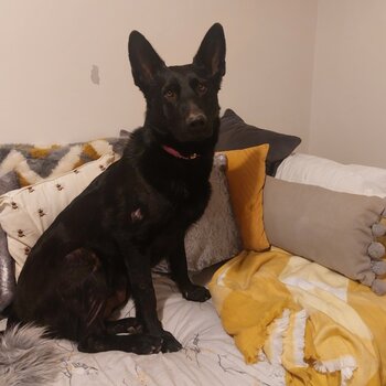 Black German Shepard