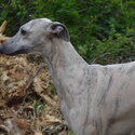 Stunning Whippet Bitch for sale - KC registered-1