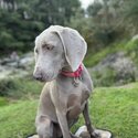 Weimaraner -5