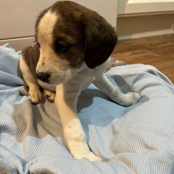 Jack Russel pup looking for a new home ASAP