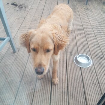 A golden lab x setter v 