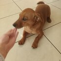 Jack Russel × dachshund-1