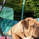 Bulldog mastiff for adoption -3