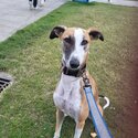 Lurcher for sale-1