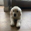 Female Golden Retriever -1