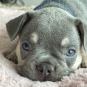 french bulldog-3