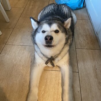 Big cuddly malamute