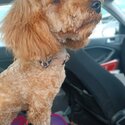 Beautiful cavapoo puppy fod adoption -1