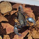 Asian Forest Scorpion-0