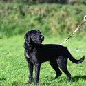 Friendly Labrador X puppy-2