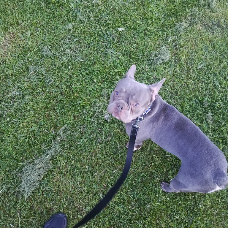 Blue frenchton