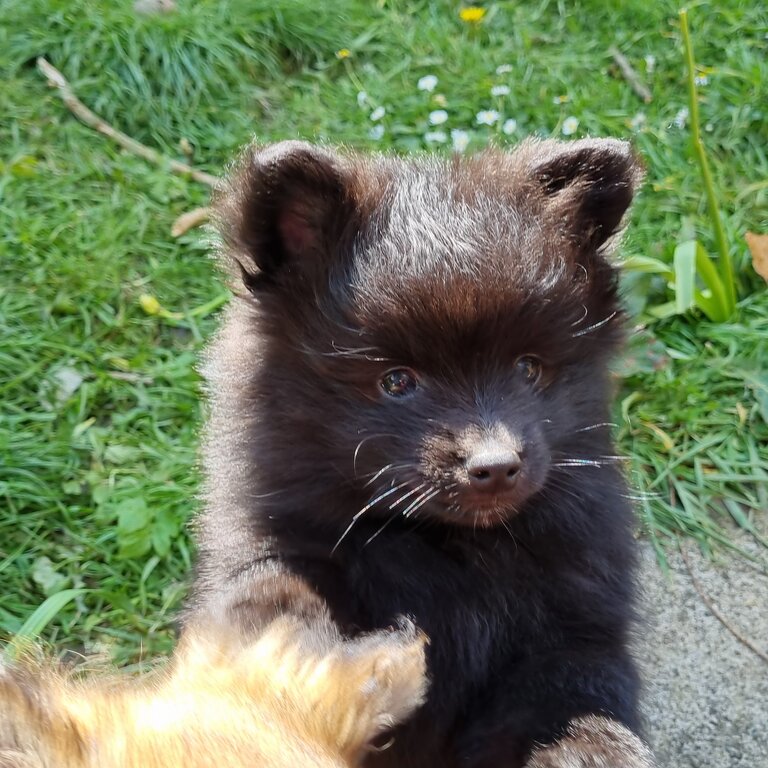 Pomeranian puppies 