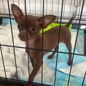 Purebred male Chihuahua puppy -3