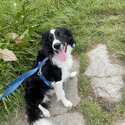 Bordie collie for adoption -5