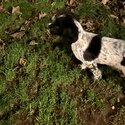 Springer spaniel-3