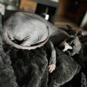 Sphinx Cats for Sale-1