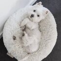 Adorable Westie Puppies available -3